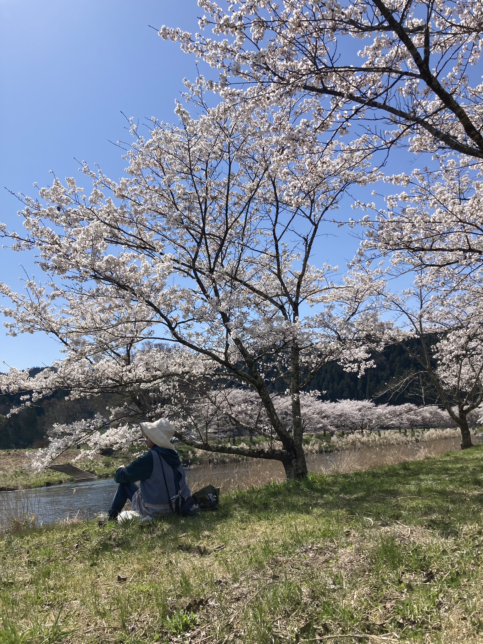 猿ヶ石川沿いの桜